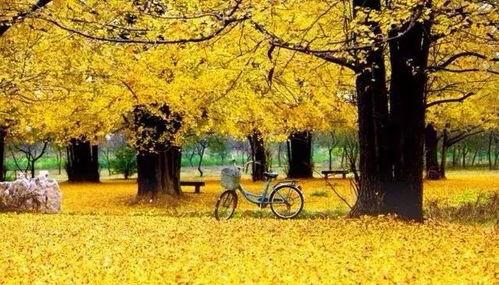 临沂银杏树爆料视频,金黄如梦,美不胜收 第1张 临沂银杏树爆料视频,金黄如梦,美不胜收 第1张